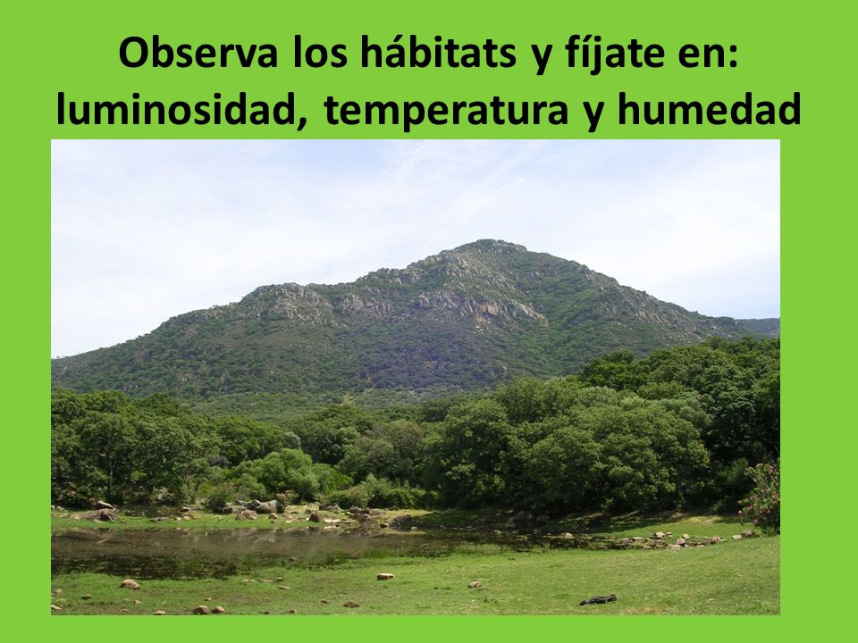 Observa los hábitats y fíjate en: luminosidad, temperatura y humedad
