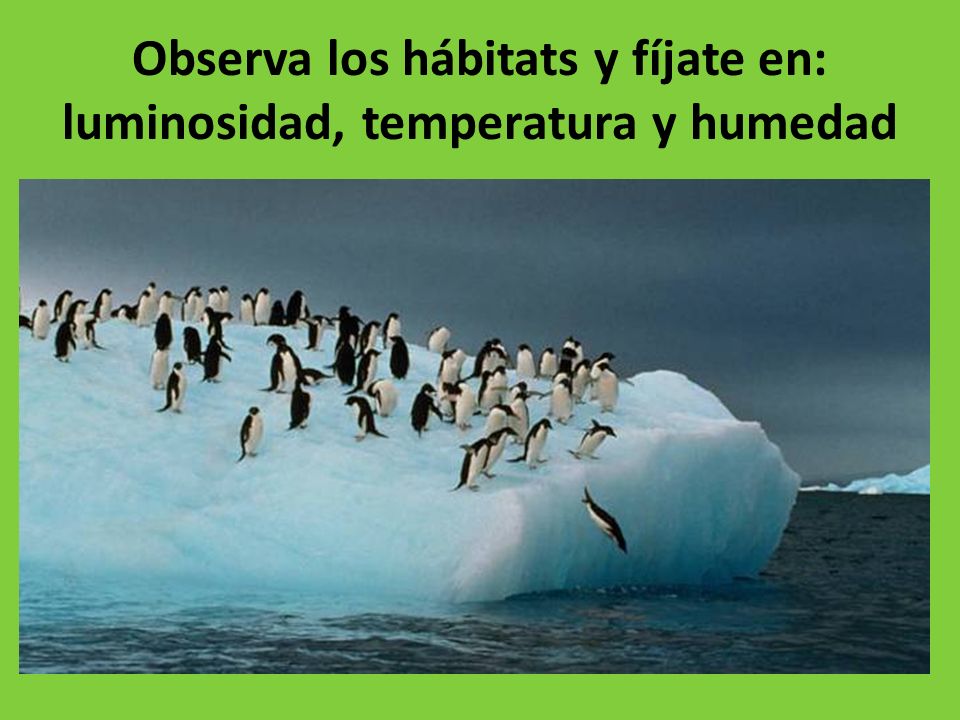 Observa los hábitats y fíjate en: luminosidad, temperatura y humedad