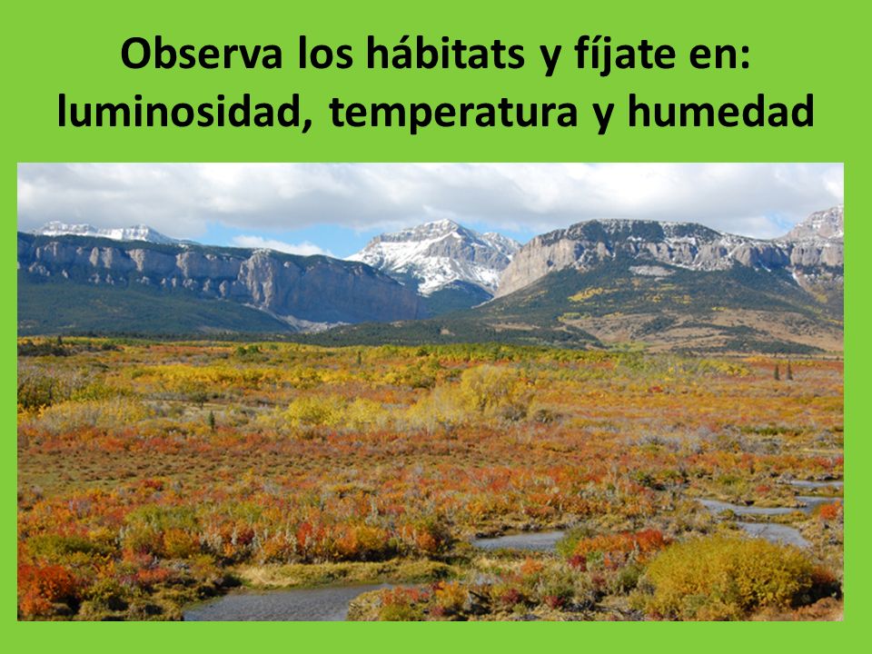 Observa los hábitats y fíjate en: luminosidad, temperatura y humedad