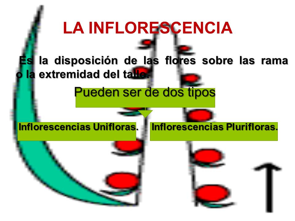 LA INFLORESCENCIA Pueden ser de dos tipos