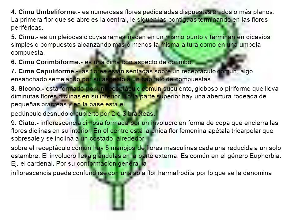 4. Cima Umbeliforme.- es numerosas flores pediceladas dispuestas en dos o más planos.