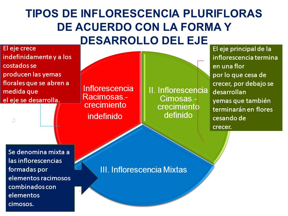 TIPOS DE INFLORESCENCIA PLURIFLORAS DE ACUERDO CON LA FORMA Y DESARROLLO DEL EJE