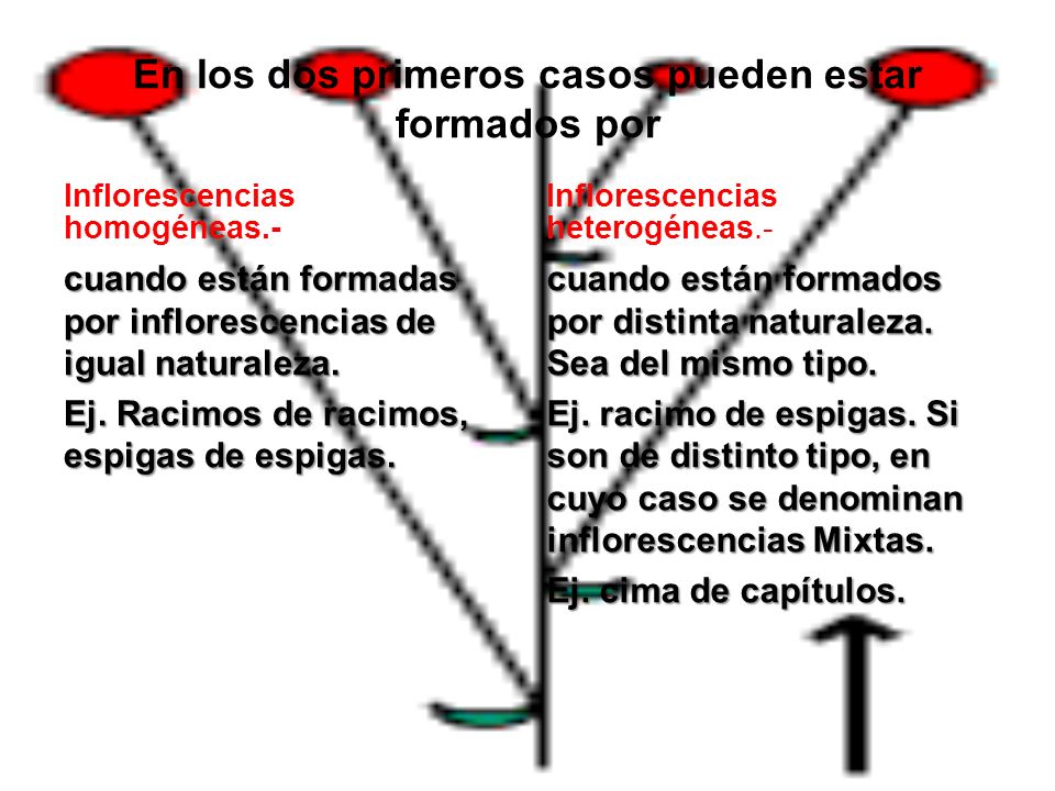 En los dos primeros casos pueden estar formados por