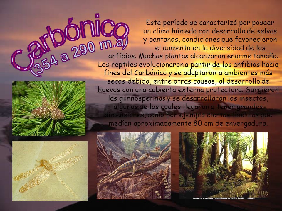 Este período se caracterizó por poseer un clima húmedo con desarrollo de selvas y pantanos, condiciones que favorecieron el aumento en la diversidad de los