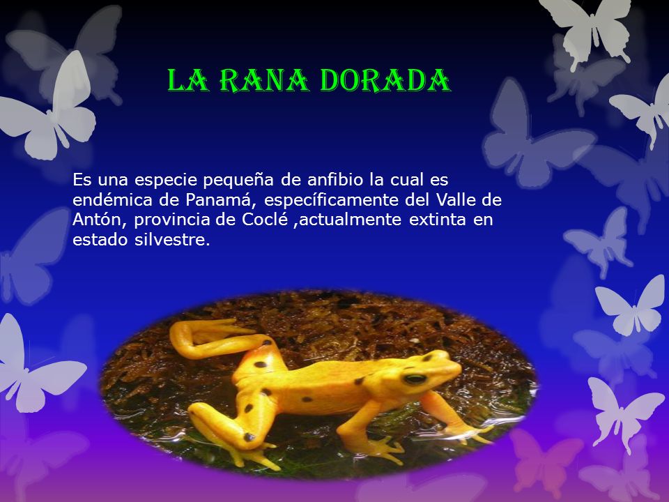 Es una especie pequeña de anfibio la cual es endémica de Panamá, específicamente del Valle de Antón, provincia de Coclé ,actualmente extinta en estado silvestre.