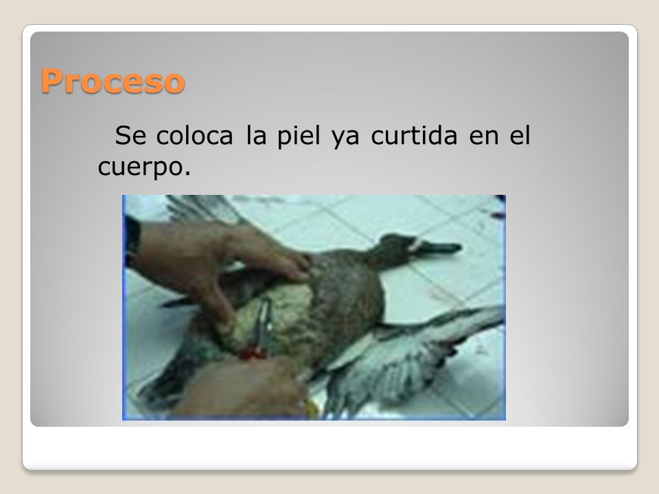 Proceso Se coloca la piel ya curtida en el cuerpo.