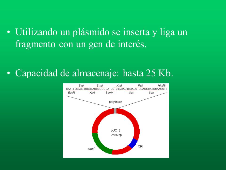 Utilizando un plásmido se inserta y liga un fragmento con un gen de interés.