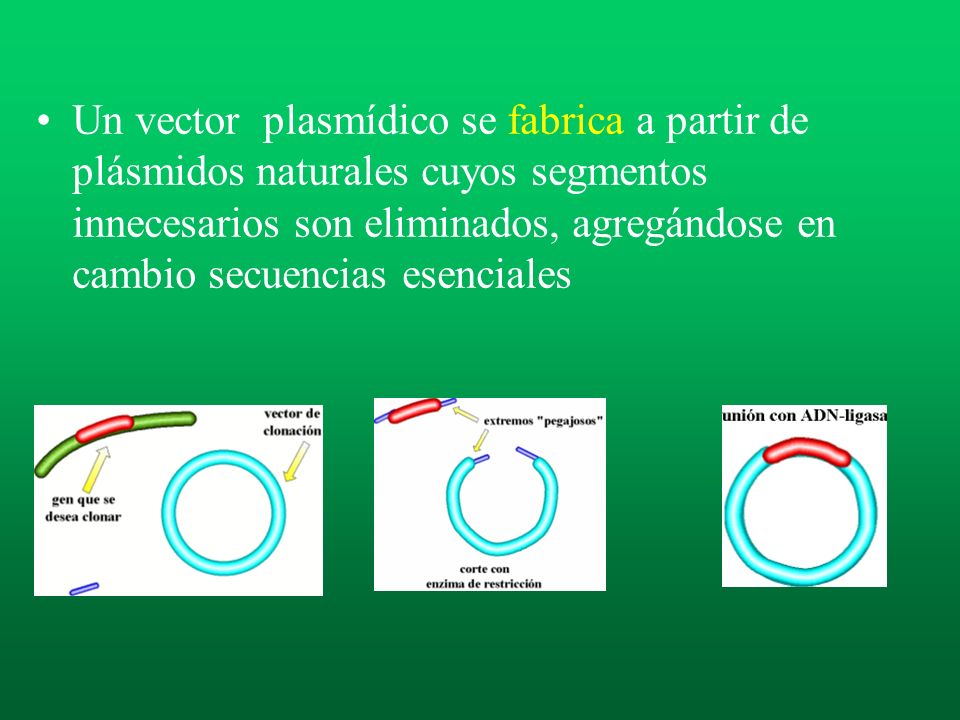Un vector plasmídico se fabrica a partir de plásmidos naturales cuyos segmentos innecesarios son eliminados, agregándose en cambio secuencias esenciales