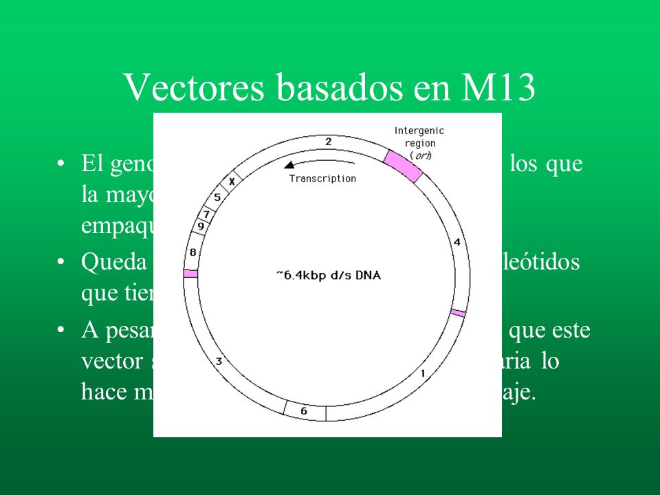 Vectores basados en M13 El genoma de M13 consiste de 6,4Kb, de los que la mayoría corresponde a 10 genes empaquetados.Todos son esenciales.