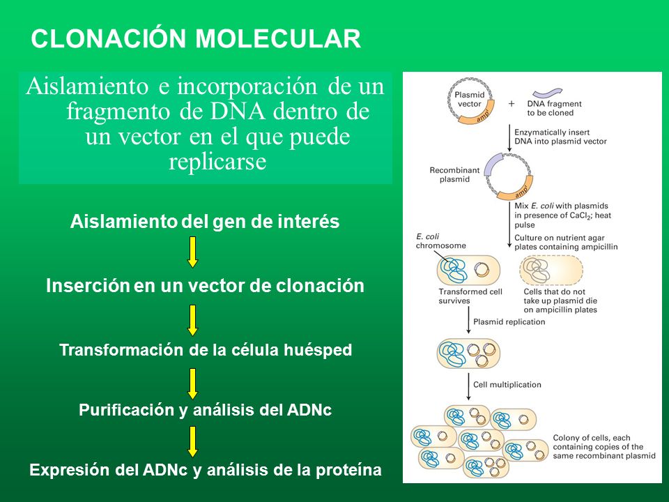 CLONACIÓN MOLECULAR Aislamiento e incorporación de un fragmento de DNA dentro de un vector en el que puede replicarse.