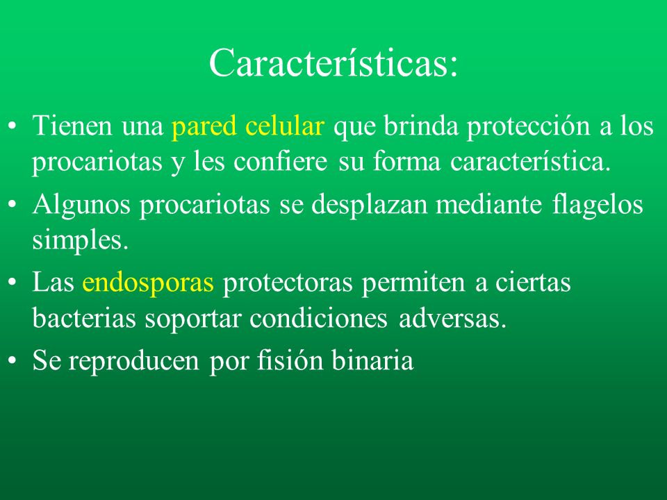 Características: Tienen una pared celular que brinda protección a los procariotas y les confiere su forma característica.