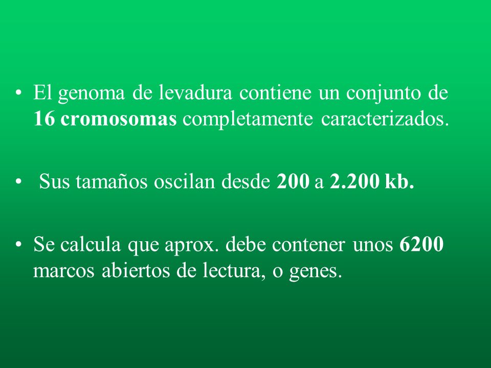 El genoma de levadura contiene un conjunto de 16 cromosomas completamente caracterizados.