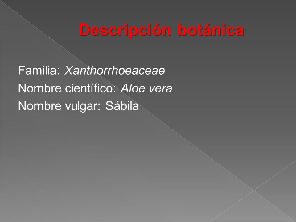 Descripción botánica Familia: Xanthorrhoeaceae Nombre científico: Aloe vera Nombre vulgar: Sábila