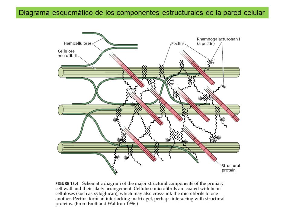 Diagrama esquemático de los componentes estructurales de la pared celular
