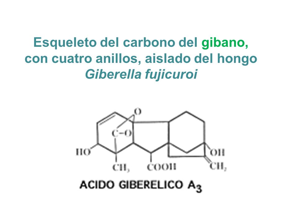 Esqueleto del carbono del gibano, con cuatro anillos, aislado del hongo Giberella fujicuroi