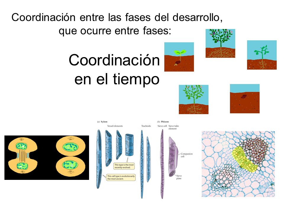 Coordinación en el tiempo Coordinación entre las fases del desarrollo,
