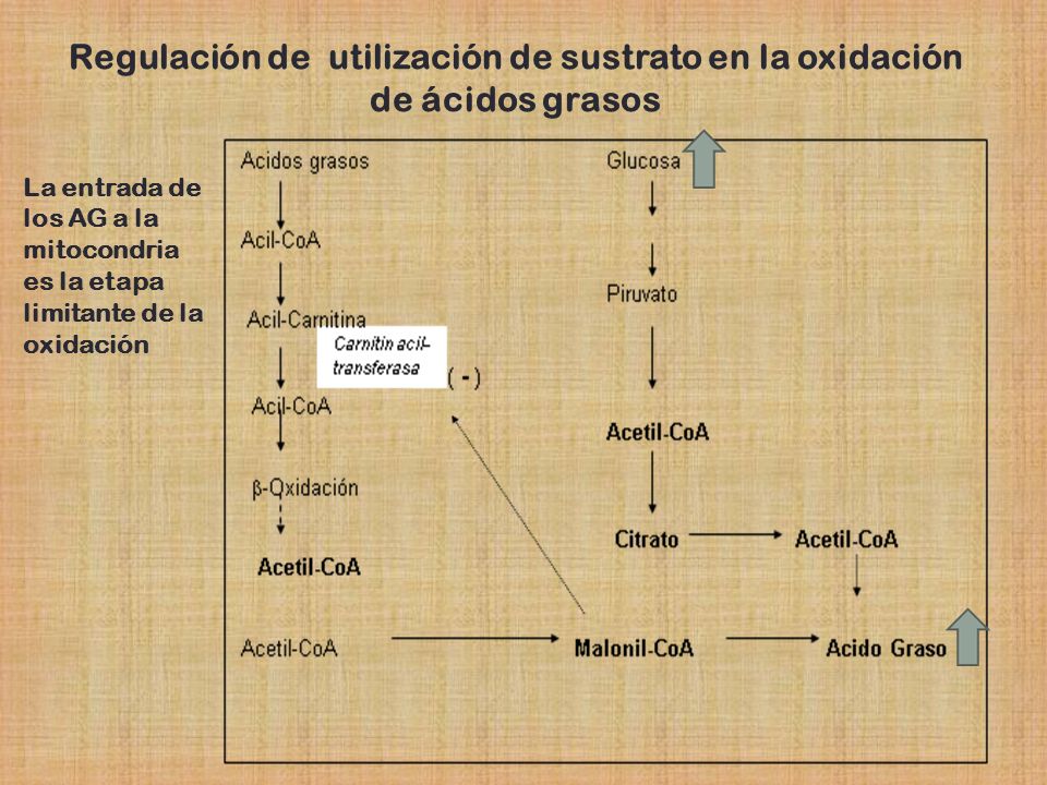Regulación de utilización de sustrato en la oxidación de ácidos grasos