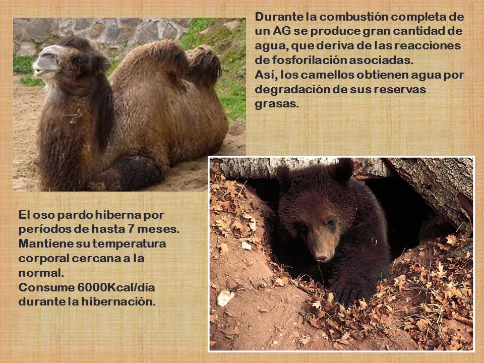 Durante la combustión completa de un AG se produce gran cantidad de agua, que deriva de las reacciones de fosforilación asociadas.