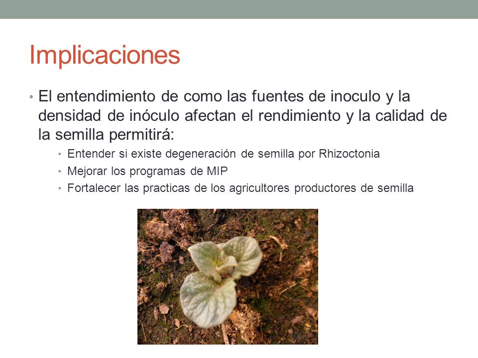 Implicaciones El entendimiento de como las fuentes de inoculo y la densidad de inóculo afectan el rendimiento y la calidad de la semilla permitirá:
