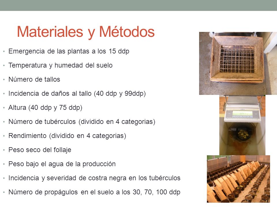 Materiales y Métodos Emergencia de las plantas a los 15 ddp