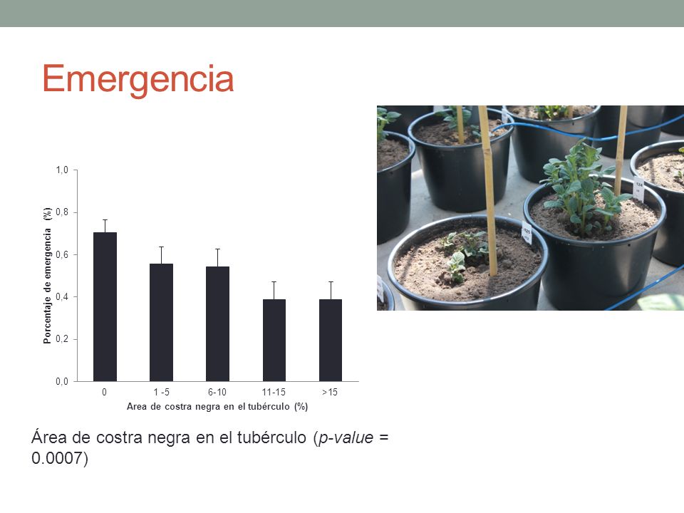 Emergencia Área de costra negra en el tubérculo (p-value = )