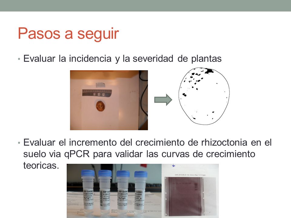Pasos a seguir Evaluar la incidencia y la severidad de plantas