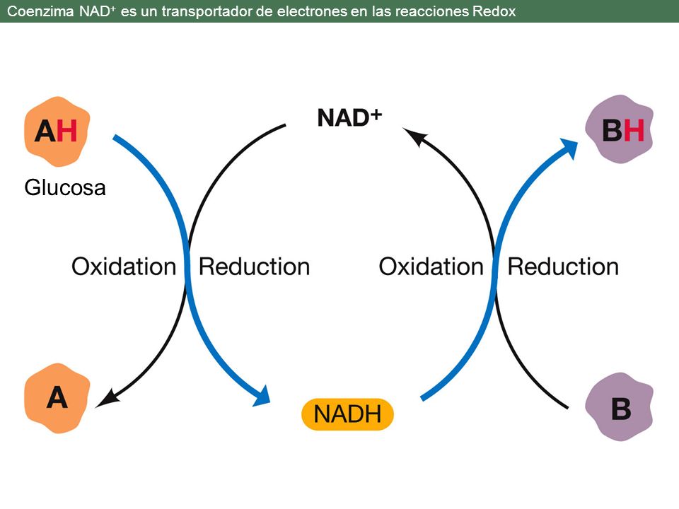 Coenzima NAD+ es un transportador de electrones en las reacciones Redox