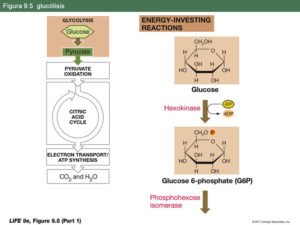 Figura 9.5 glucólisis Isomeros son compuestos con la misma formula química pero diferentes estructura.