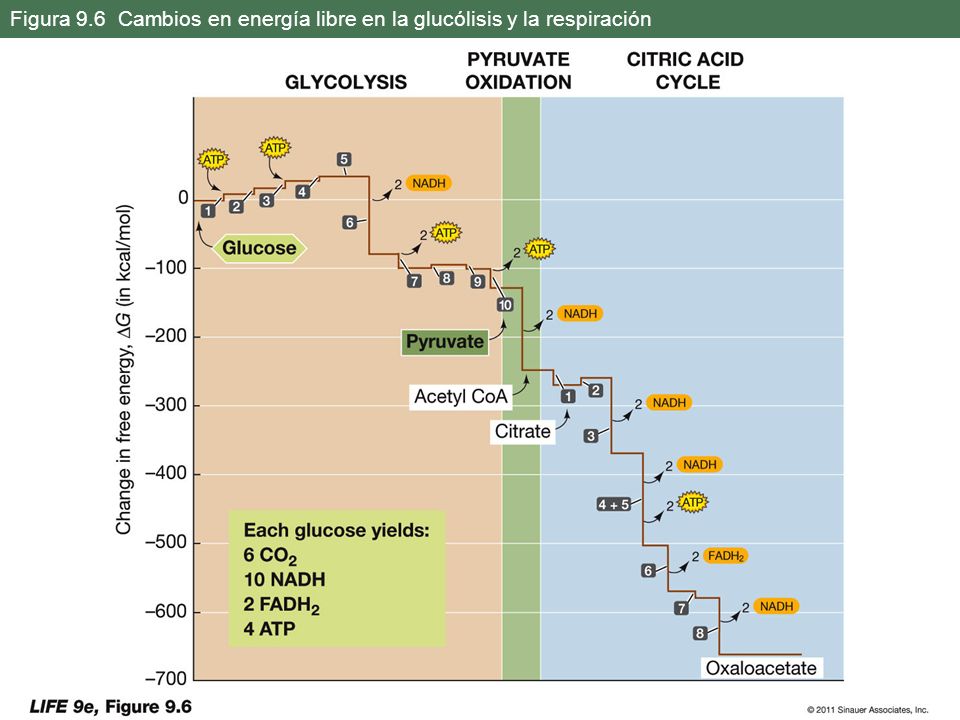 Figura 9.6 Cambios en energía libre en la glucólisis y la respiración