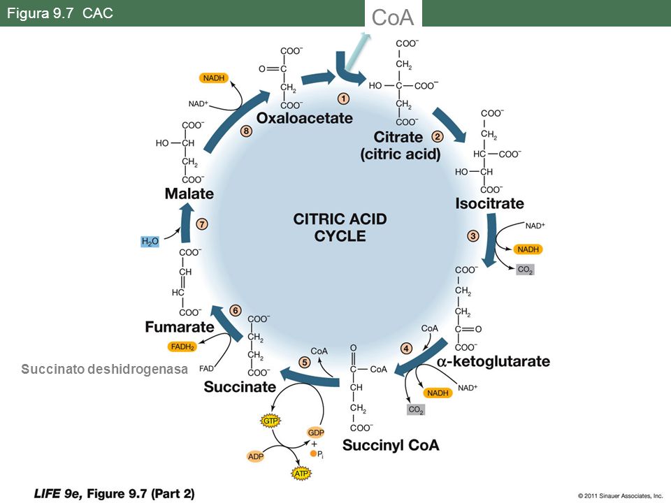 Figura 9.7 CAC CoA. La energía almacenada en acetilCoA se usa para formar acitrato apartir del oxalacetato, se libera CoA y puede ser reutilizada.