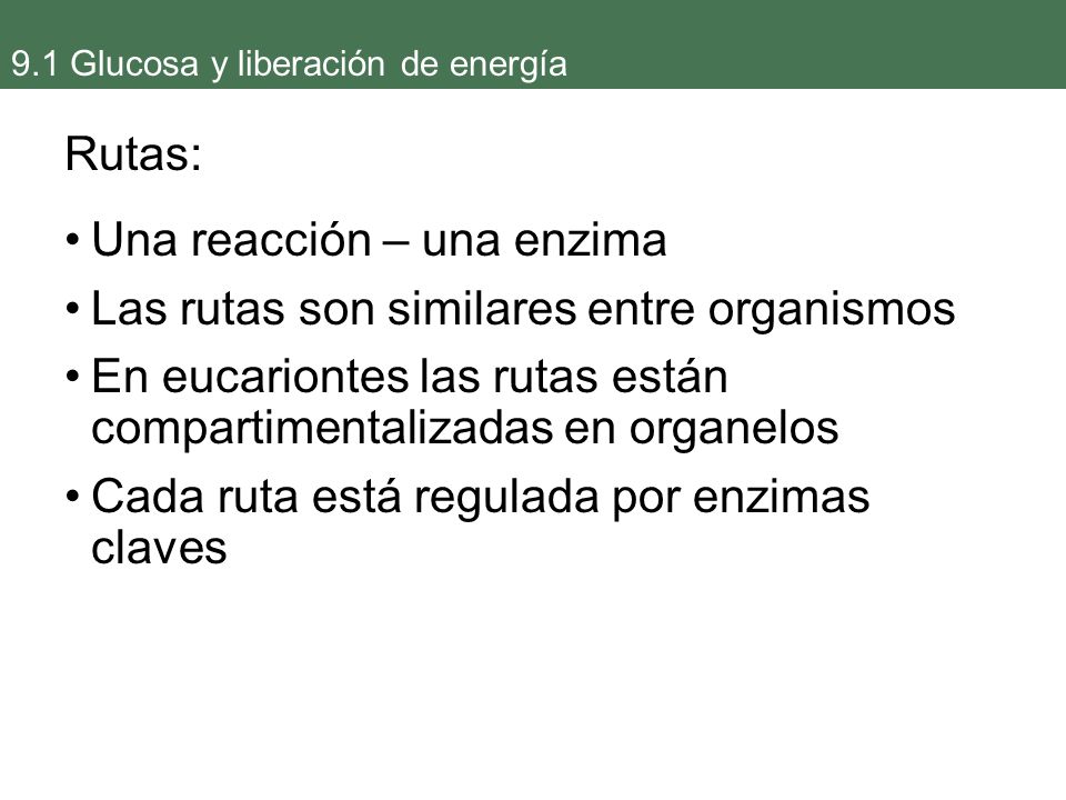 Una reacción – una enzima Las rutas son similares entre organismos