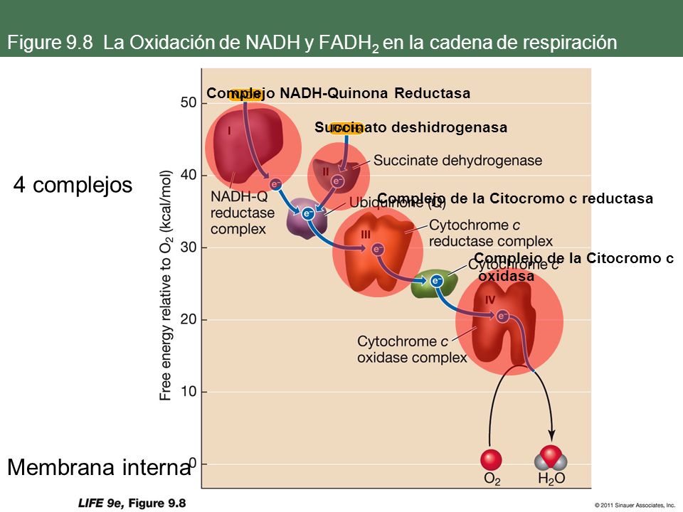 Figure 9.8 La Oxidación de NADH y FADH2 en la cadena de respiración
