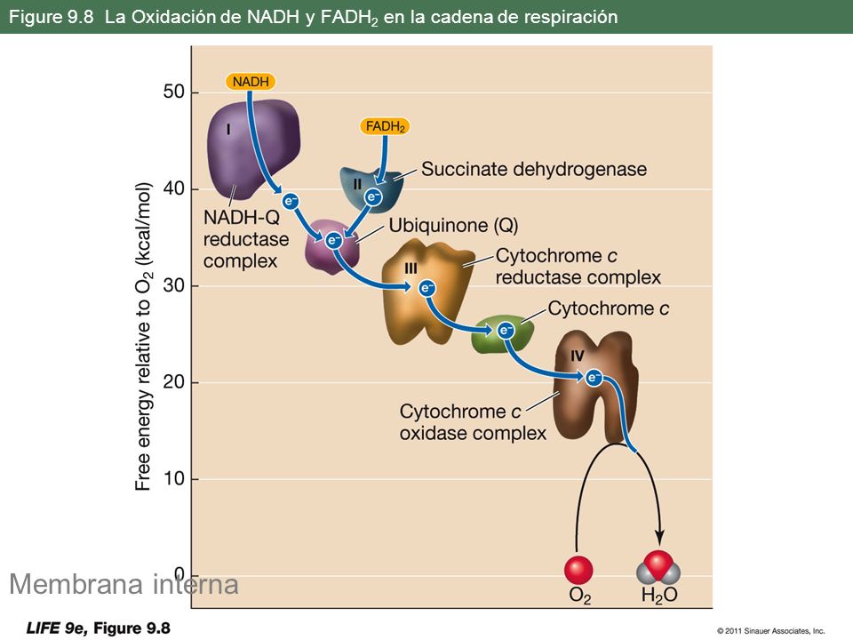 Figure 9.8 La Oxidación de NADH y FADH2 en la cadena de respiración