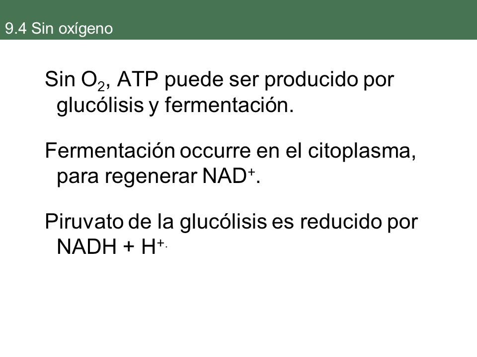 Sin O2, ATP puede ser producido por glucólisis y fermentación.