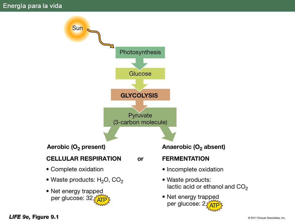 Energía para la vida Los organismos autotrofos son capaces de sintetizar fglucosa, moléculas ricas en energía, a partir de luz, CO2 y agua.