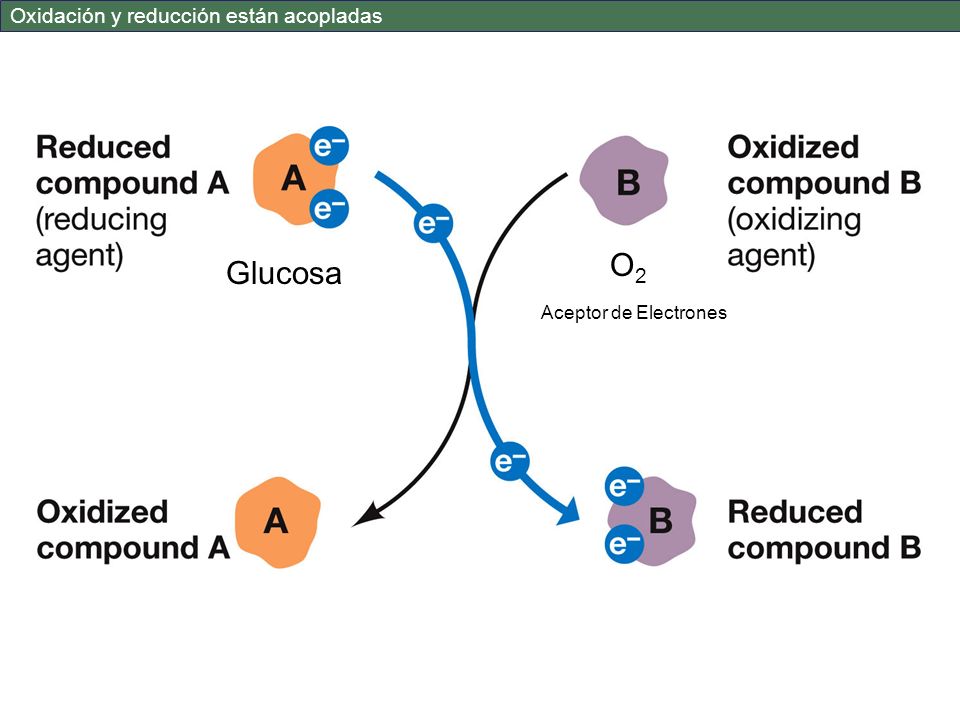 O2 Glucosa Oxidación y reducción están acopladas Aceptor de Electrones