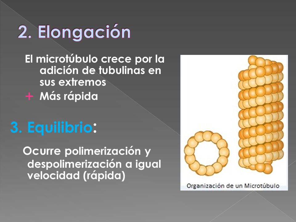 2. Elongación El microtúbulo crece por la adición de tubulinas en sus extremos. Más rápida. 3. Equilibrio: