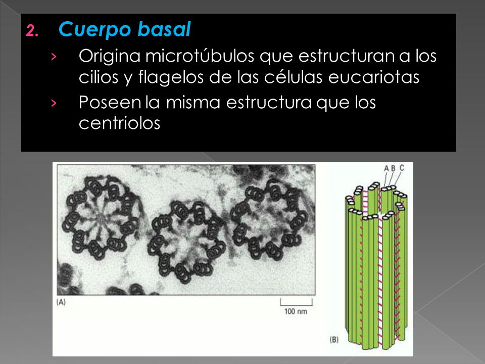 Cuerpo basal Origina microtúbulos que estructuran a los cilios y flagelos de las células eucariotas.
