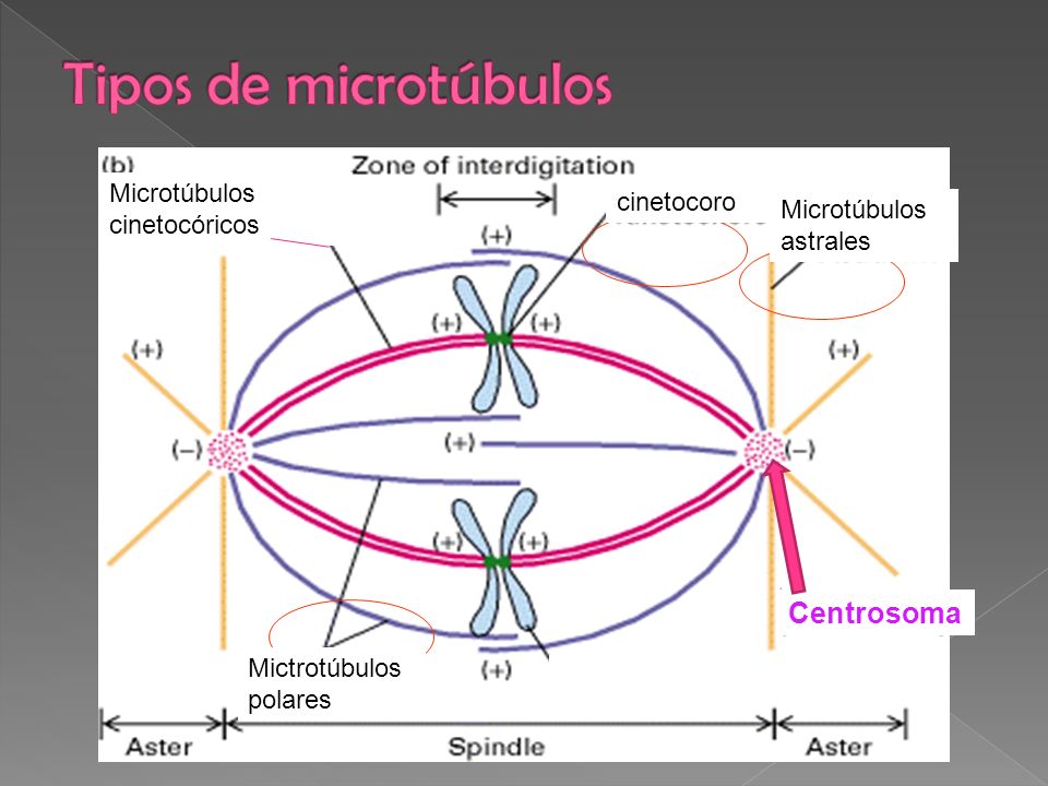Tipos de microtúbulos Centrosoma Microtúbulos cinetocóricos cinetocoro