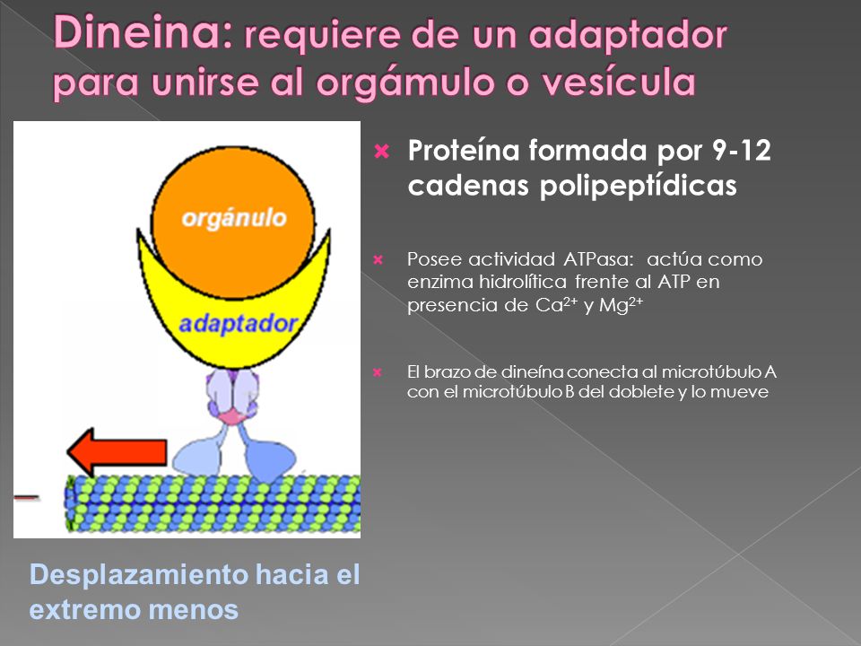 Dineina: requiere de un adaptador para unirse al orgámulo o vesícula