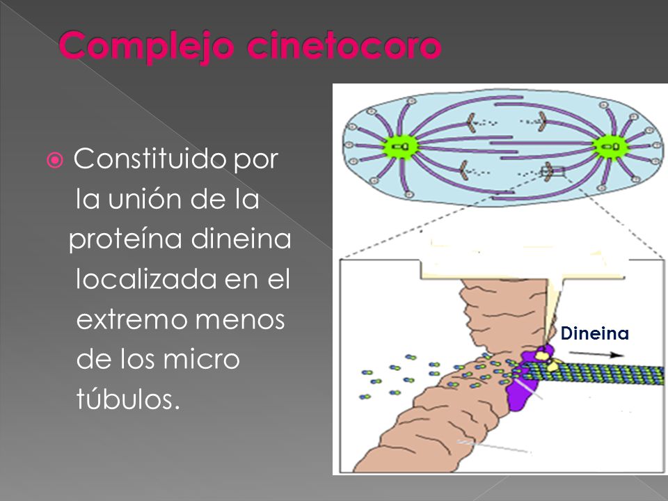 Complejo cinetocoro Constituido por la unión de la proteína dineina