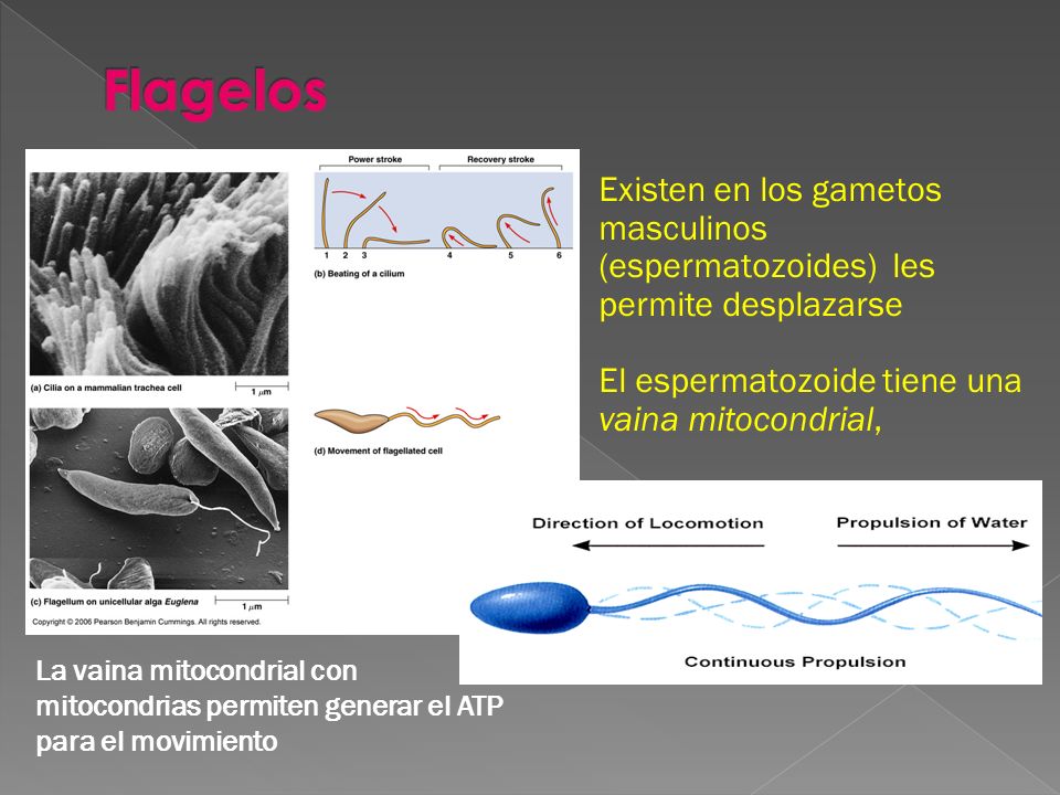 Flagelos Existen en los gametos masculinos (espermatozoides) les permite desplazarse. El espermatozoide tiene una vaina mitocondrial,
