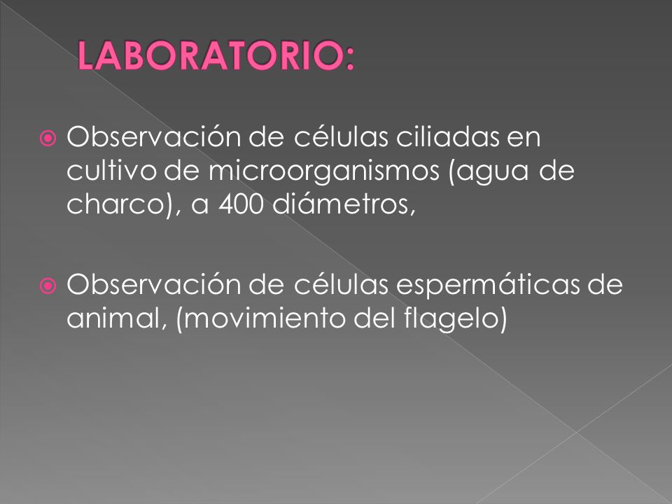 LABORATORIO: Observación de células ciliadas en cultivo de microorganismos (agua de charco), a 400 diámetros,