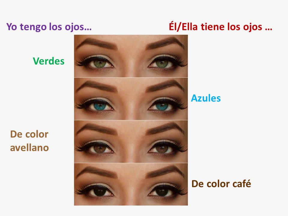 Yo tengo los ojos… Él/Ella tiene los ojos … Verdes Azules De color avellano De color café