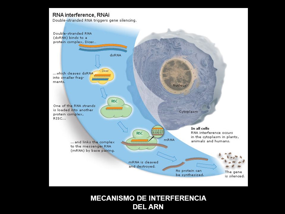 MECANISMO DE INTERFERENCIA DEL ARN