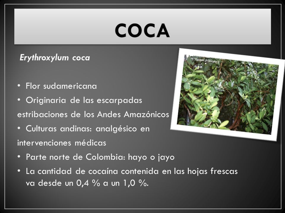COCA Erythroxylum coca Flor sudamericana Originaria de las escarpadas