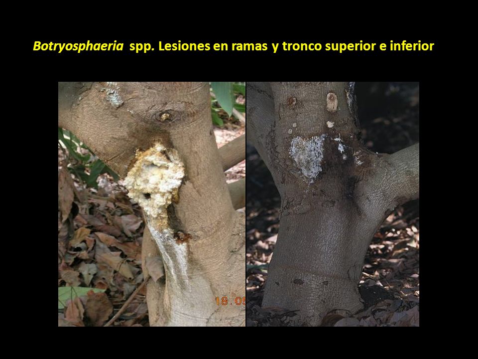 Botryosphaeria spp. Lesiones en ramas y tronco superior e inferior
