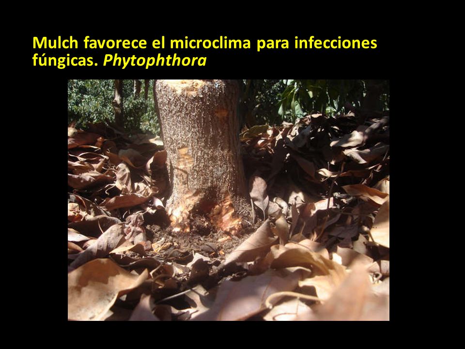 Mulch favorece el microclima para infecciones fúngicas. Phytophthora