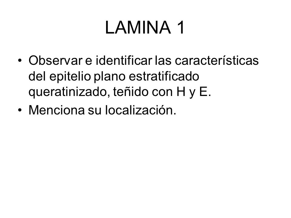 LAMINA 1 Observar e identificar las características del epitelio plano estratificado queratinizado, teñido con H y E.
