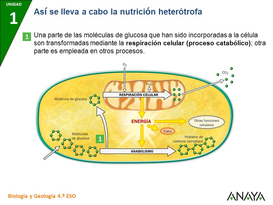UNIDAD 7 UNIDAD 1. UNIDAD 7. UNIDAD 7. UNIDAD 7. UNIDAD 7. Así se lleva a cabo la nutrición heterótrofa.